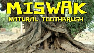 Miswak Sticks All Natural Toothbrush from Arak Root [upl. by Adleme]