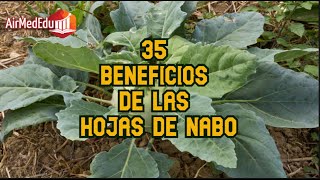 35 Beneficios de las Hojas de Nabo [upl. by Tenney]