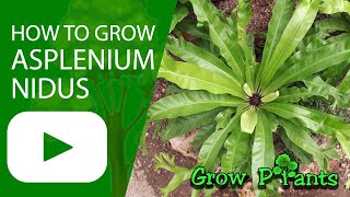 How to grow Asplenium nidus Bird’snest ferns [upl. by Bergeman777]