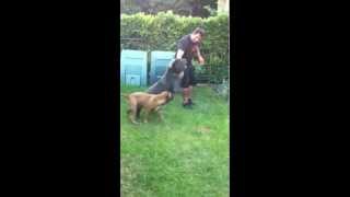 Mastino Napoletano Cane Corso e Bullmastiff di 6 mesi [upl. by Noruq181]