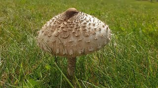 Pilze sammeln  Parasol falsche Pfifferlinge amp Co 🍄  VLOGDoku  24 Min [upl. by Adaiha]