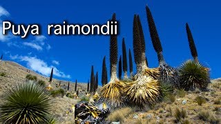 PUYA RAIMONDII It EATS sheep clickbait  Travelling Beard in Peru [upl. by Anomer]