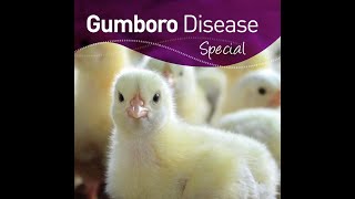 Infectious Bursal Disease Gumboro in Poultry [upl. by Charbonneau]