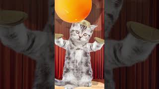 I did it 4  ping pong ball song funny pets funny cat animation  healing  재미있는 고양이 애니메이션 힐링샵 [upl. by Roach967]