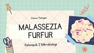 Kelompok 2  Malassezia furfur [upl. by Nagaer863]