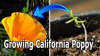 How To Grow California Poppy Eschscholzia californica [upl. by Martie]