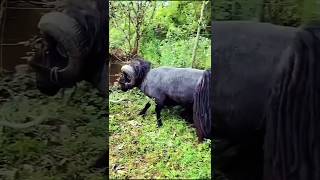 quotViral Moment Quessant Sheep Breaks a Tree in Secondsquot [upl. by Cormier]