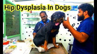 Hip dysplasia in Dogs  Care and Management of Hip dysplasia in Dogs [upl. by Eux861]