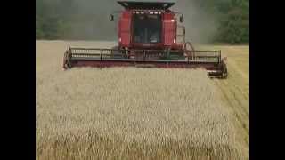 Combining wheat with a Case IH 2366 combine [upl. by Hildy368]