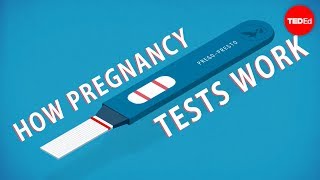 How do pregnancy tests work  Tien Nguyen [upl. by Ellasal759]