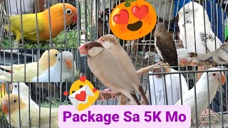 Vlog386 Albino Opaline🦜😱🦜 Recessive Pied HalfEuro Budgie🦜Silver Java Finch🦜 [upl. by Herve]