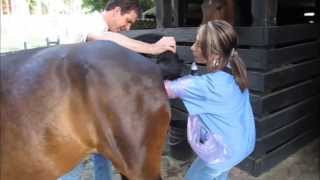 Ecografía veterinaria en equinos  Determinación de Preñez [upl. by Meldon]