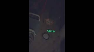 Slice the oPOSsum comes for dinner opossum wildlife nocturnals [upl. by Aidan613]