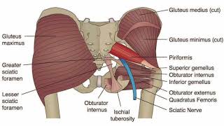 How to Release Trigger Points  Piriformis Muscle  Ischemic Compression Technique [upl. by Alon845]