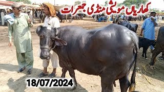 kharian maweshi mandi 18 jul 2024janwarmandi pkShazar Riaz official [upl. by Asiuol290]