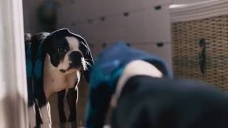 IKEA Dog Commercial [upl. by Mohammad853]