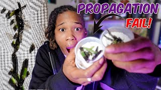 How to PROPAGATE WET STICKS Update Rhaphidophora Decursiva Propagation FAIL [upl. by Laen]