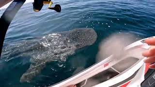 Fishermans surprise whale shark encounter off Wollongong coast [upl. by Merrielle]