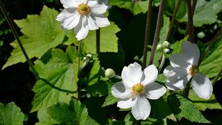 Japanese Anemone Anemone japonica aka Anemone x hybrida [upl. by Faria764]