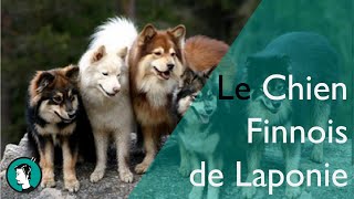 LE CHIEN FINNOIS DE LAPONIE  Dogumentaire 7 [upl. by Adniled]