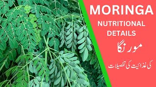 Moringa plant and its health benefits Ai info [upl. by Araldo215]