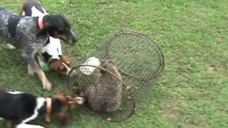 Rewind Heart and Pepper Coon hunting dogs on a roller cage Rewind [upl. by Dyun]