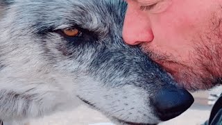 Man rescues wolf Now theyre obsessed with each other [upl. by Euqininod330]