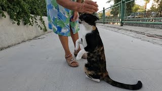 Trixie the cat I met on the canal road was very happy to see me [upl. by Picker]