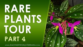 Rare Terrarium Plant Collection Tour  Part 4 [upl. by Llirret]