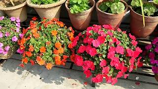 How to care Impatiens flower plants [upl. by Coonan]