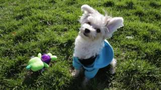 Morkie 101 Is the Morkie Dog Breed Right for You [upl. by Ladiv]