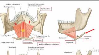 Suprahyoid muscles 1 [upl. by Hedvig]