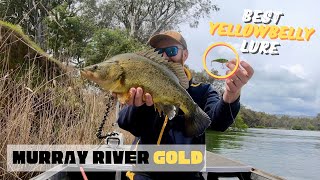 The BEST Yellowbelly Lure for Murray River Goldens [upl. by Handbook453]