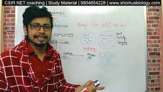 Gel electrophoresis procedure explained  agarose gel electrophoresis of DNA [upl. by Llerret920]