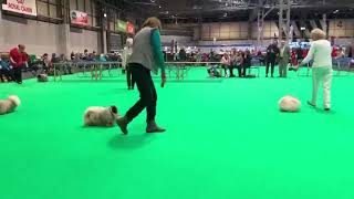 Crufts 2020 Pekingese Junior Bitch Class [upl. by Jenks270]