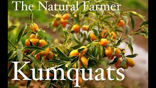 Kumquat Trees  John Kaisner The Natural Farmer [upl. by Rust]