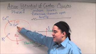 Action Potential of Cardiac Myocytes [upl. by Arihsat]