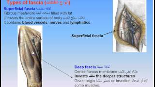 05Skin amp Fascia2Fascia Anatomy Intro Dr Ahmed Kamal [upl. by Wrench270]