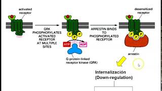 Clase Receptores para Neurotransmisores parte II [upl. by Liberati]