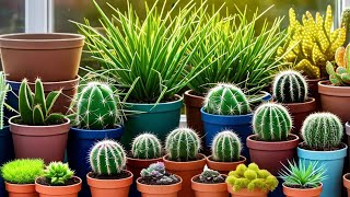 23 espécies de cactos e plantas suculentas para identificação [upl. by Titos985]