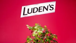 Unexpected Flavor  Ludens® Wild Cherry [upl. by Scharf237]