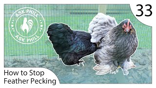 How to STOP Feather Pecking in Chickens  Ask Phill 33 [upl. by Arimas]