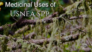 Medicinal Uses of Usnea [upl. by Artimid]