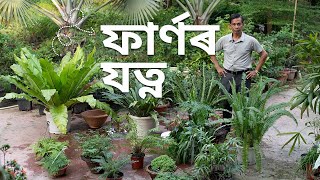 ফাৰ্ণৰ যত্ন কি দৰে লব  FERN Care and Maintenance Tips  Parijat Nursery Jorhat [upl. by Redmond]