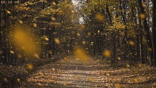 Detailed Sounds of Rustling Leaves Falling and Wind Blowing through the Forest Trees in Late Autumn [upl. by Olympie]