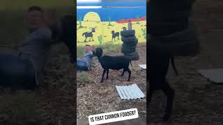 Is that cannon fodder animal cutemouse dog funnypets mouse11121 [upl. by Frasco]