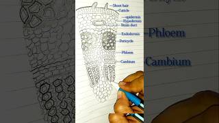 TS of Dicot stem biologydiagrams easydrawing easysteps neet ytshorts cellbiology [upl. by Ahab]