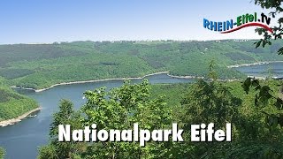 Nationalpark Eifel  RheinEifelTV [upl. by Aenitsirhc776]