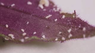 How To Kill Mealybugs [upl. by Lenhard586]