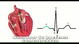 Het hart ECG [upl. by Lowry]